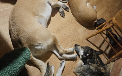 The Reality of Loving Animals (That No One Talks About)